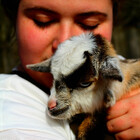 DreamOfGoats