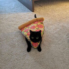 KatsuoLoveCat