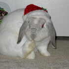 luvnbunns
