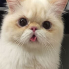 YourCatDad