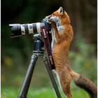 Smilingfox
