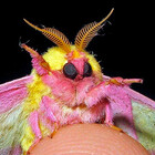 MothGuy