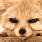 icyfoxamber