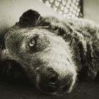 SeniorDogs