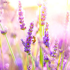 Lotsoflavender