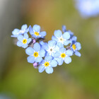 pyettphoto