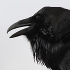 corvidaeus
