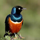 Enkii