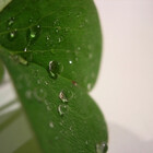 RosePhotography