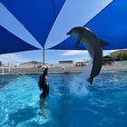 cetacean-ang