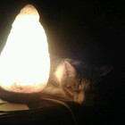 kitty90panzer