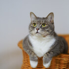 Meow-Meow-Land