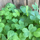 Clover-Leaf