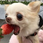 HuskysBark