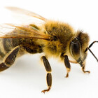 manybees