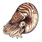 Lancifolia
