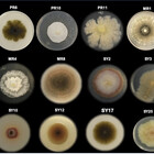 BiologaRosibel