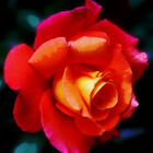 SunriseRose