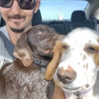 3FeatherDogs