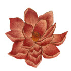 AndreaCostanza