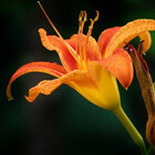 moonlillie