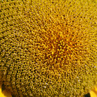 shansahu