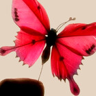 focuscolor