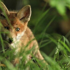 Fox-Hummingbird