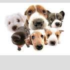 MotherofDogs