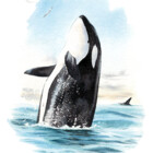 CosmicOrcas