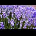 lavenderartist