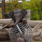 Lady-Elephant