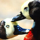 lcbirder