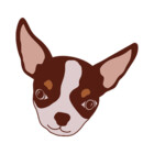 DiscoverDottie