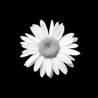 simpleffulgence