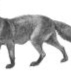 foxair
