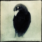 ravenouscrow