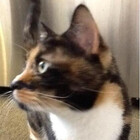 Awesomecat42