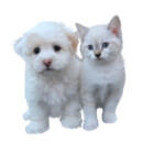 CatOrDog