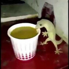 crystallinesoup