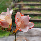 Rosefurn