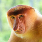 fruitsoftheape