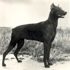 OldGuardDog