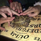 theylovemin