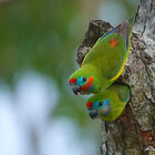 CairnsBirders
