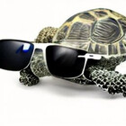 coolturtle78