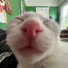 LotionTheCat