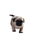 Puggos