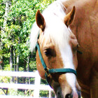 StetsonsGurl