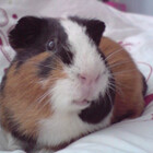 crazycavy